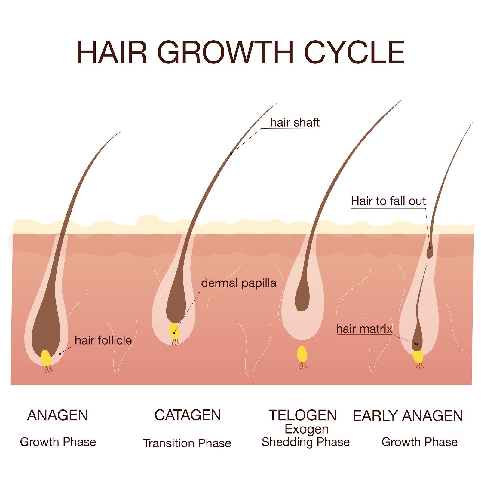 the three stages of the hair growth cycle: Anagen, Catagen, and Telogen, AI generated